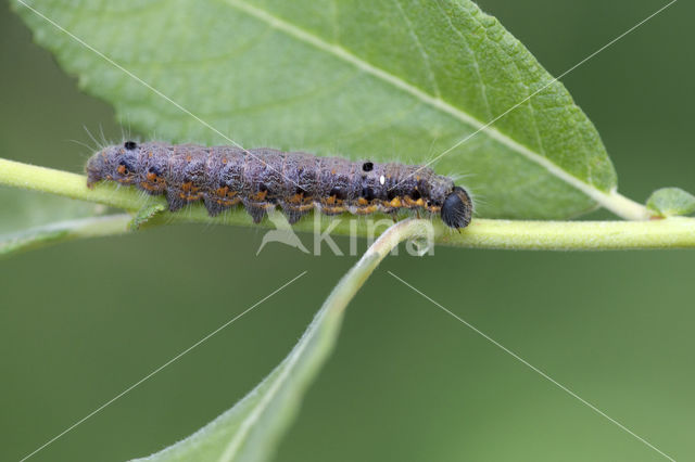 Donkere wapendrager (Clostera pigra)