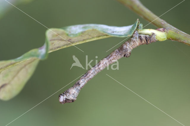 Lindeknotsvlinder (Plagodis dolabraria)