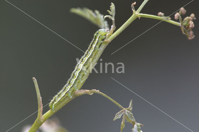 Lichte daguil (Heliothis viriplaca)