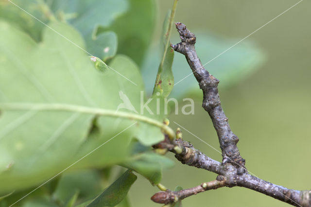 Gehakkelde spanner (Ennomos erosaria)