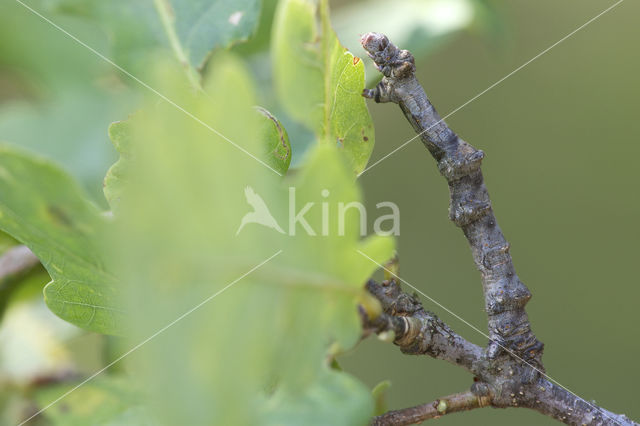 Gehakkelde spanner (Ennomos erosaria)