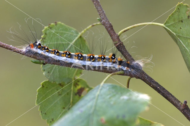 Drietanduil (Acronicta tridens)