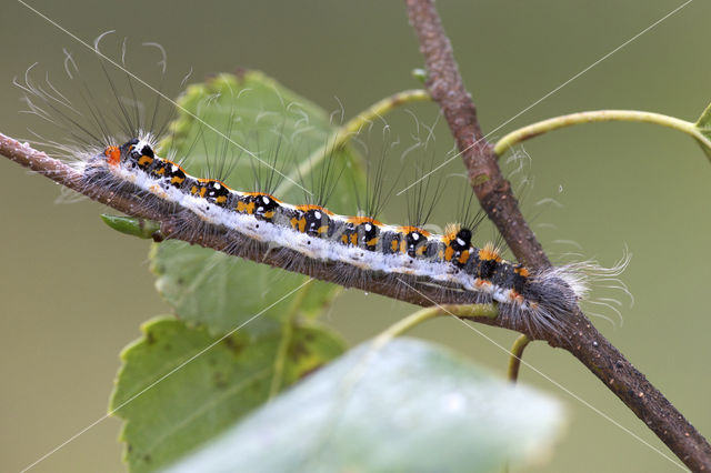 Drietanduil (Acronicta tridens)