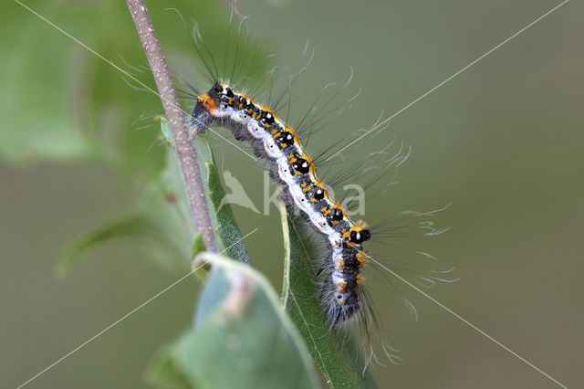 Drietanduil (Acronicta tridens)