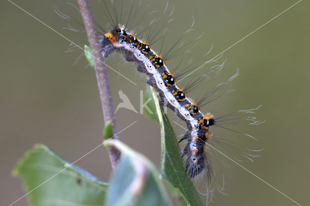 Drietanduil (Acronicta tridens)