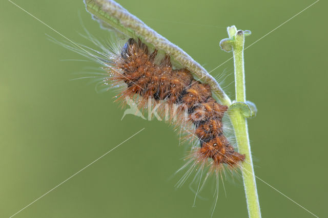 Goudhaaruil (Acronicta auricoma)