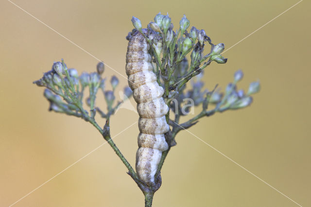 Oorsilene-uil (Hadena irregularis)