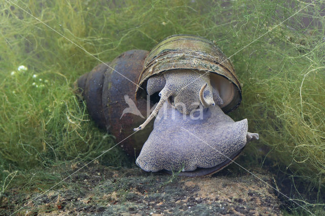 chinesemoerasslak (bellamya chinensis)