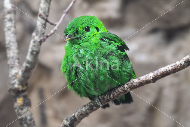 smaragdgroene hapvogel (Calyptomena viridis)