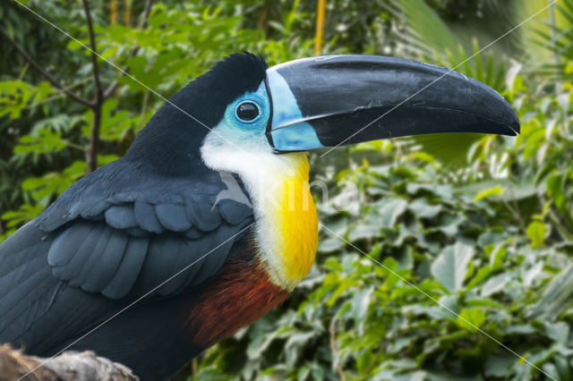 Groensnaveltoekan (Ramphastos vitellinus)