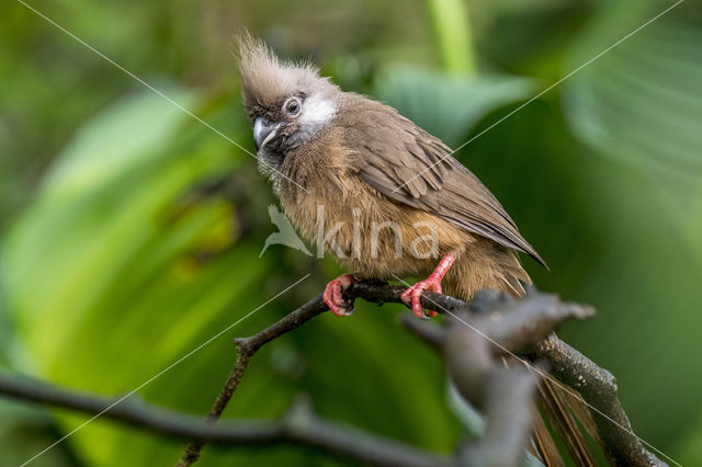 Gestreepte muisvogel