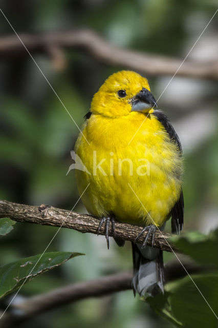 geelbuikkernbijter (Pheucticus chrysogaster)