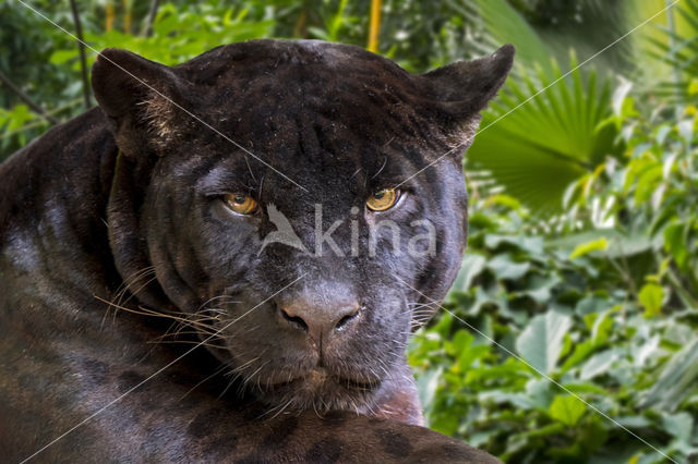 Jaguar (Panthera onca)