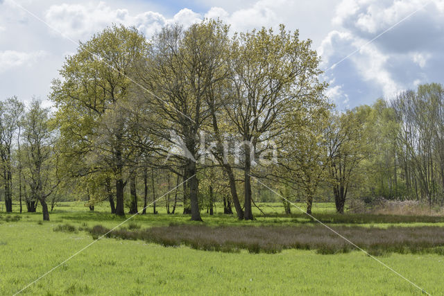 Common Oak