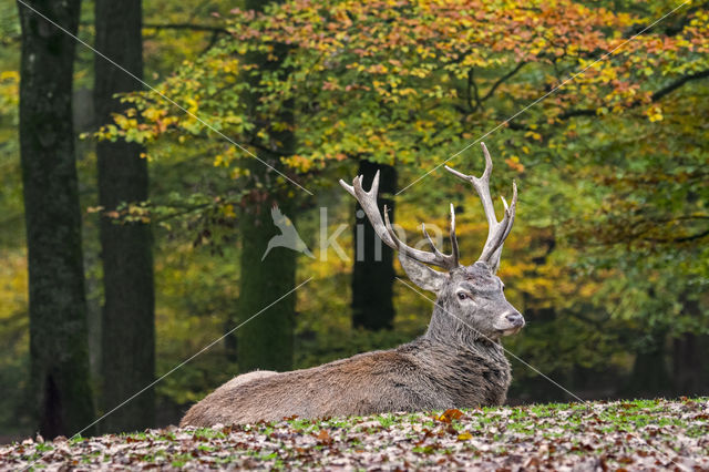 Edelhert (Cervus elaphus)