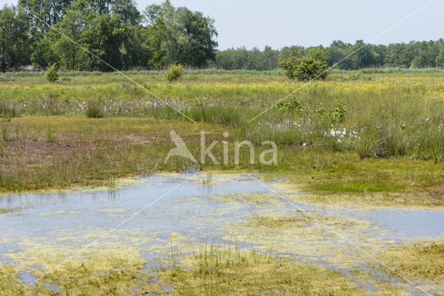 Lagieskamp Naardermeer