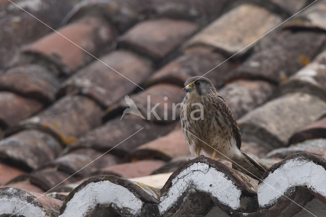 Canarien kestrel (Falco canariensis)