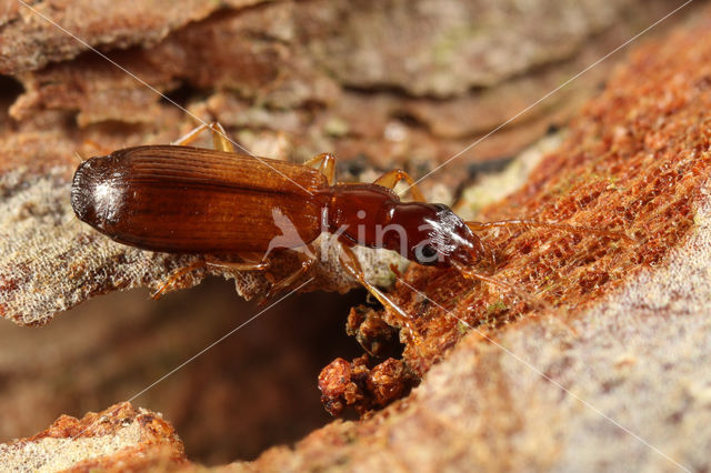 Smalschorsloper (Paradromius linearis)