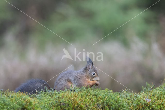 Eekhoorn (Sciurus vulgaris)