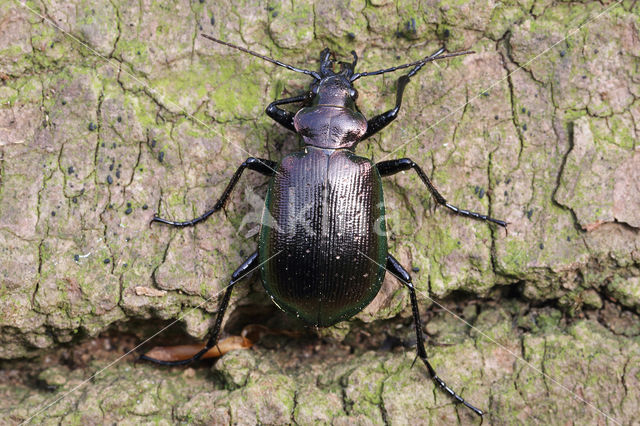 Kleine Poppenrover (Calosoma inquisitor)