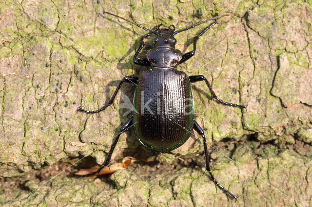 Kleine Poppenrover (Calosoma inquisitor)