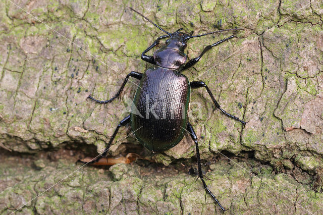 Kleine Poppenrover (Calosoma inquisitor)