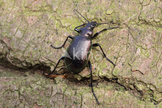 Kleine Poppenrover (Calosoma inquisitor)