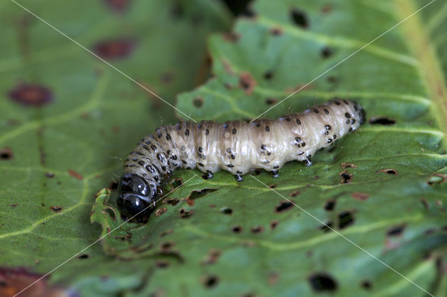 Graswortelvlinder (Apamea monoglypha)