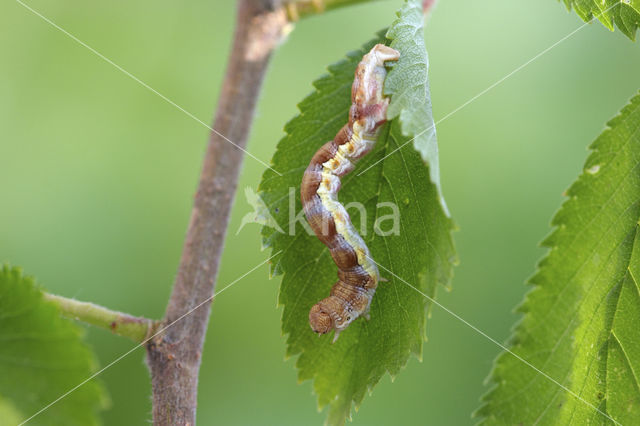 Grote wintervlinder (Erannis defoliaria)