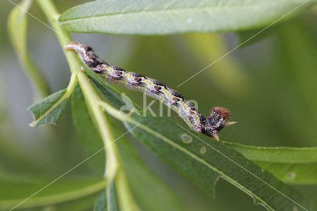 Grote wintervlinder (Erannis defoliaria)