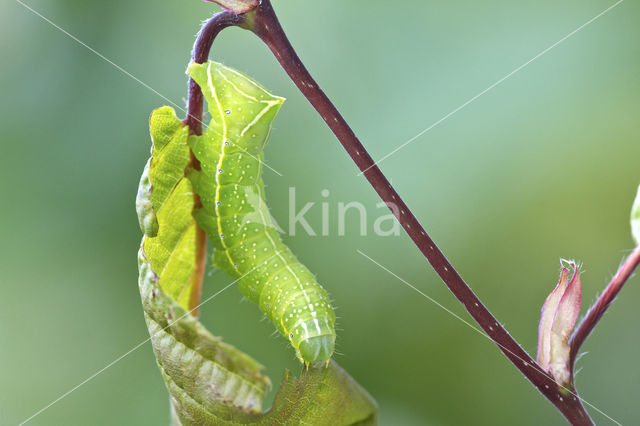 Piramidevlinder (Amphipyra pyramidea)