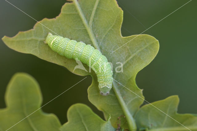 Tweestreepvoorjaarsuil (Orthosia cerasi)