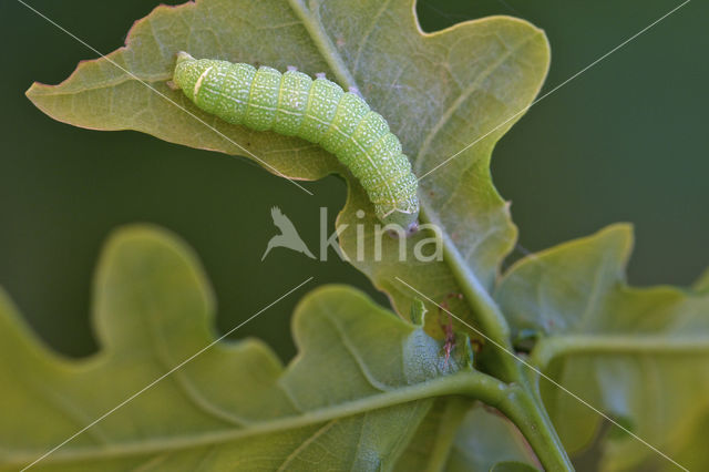 Tweestreepvoorjaarsuil (Orthosia cerasi)