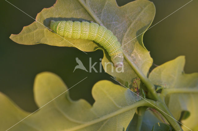 Tweestreepvoorjaarsuil (Orthosia cerasi)