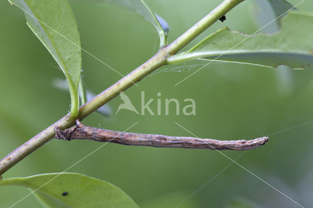 Zwartvlekspikkelspanner (Menophra abruptaria)