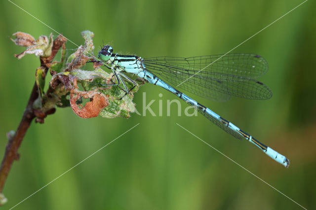 Northern Damselfly (Coenagrion hastulatum)