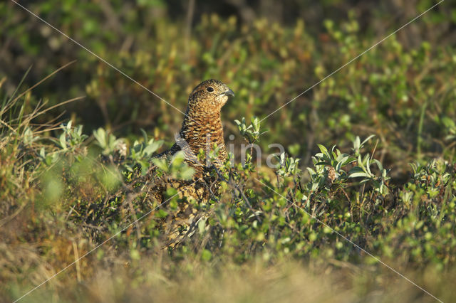 Moerassneeuwhoen (Lagopus lagopus)