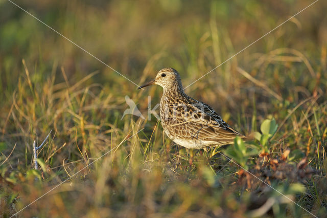 Sharp-tailed Sandpiper (Calidris acuminata)