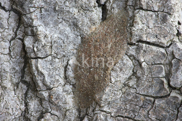 Kleine hermelijnvlinder (Furcula furcula)