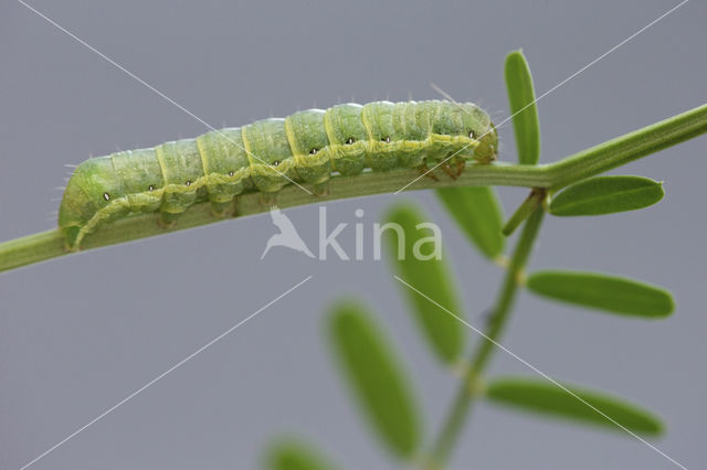 Kooluil (Mamestra brassicae)