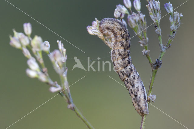 Oorsilene-uil (Hadena irregularis)