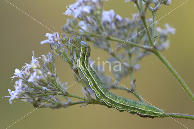 Lichte daguil (Heliothis viriplaca)