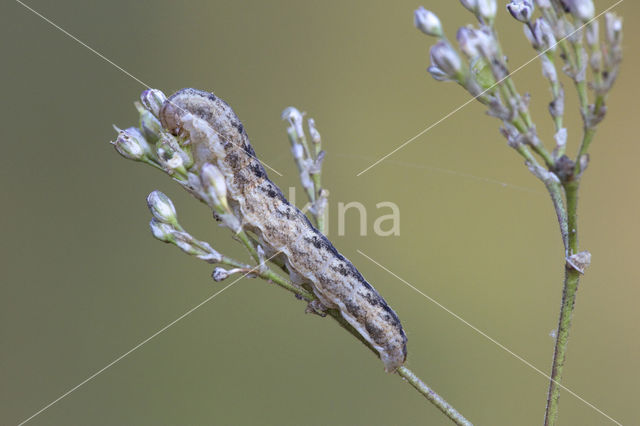 Oorsilene-uil (Hadena irregularis)