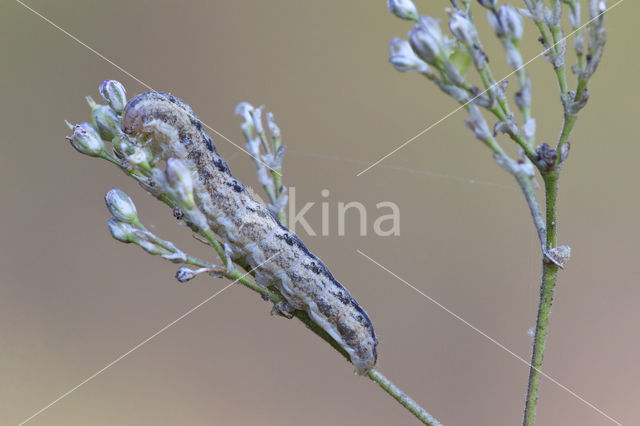 Oorsilene-uil (Hadena irregularis)