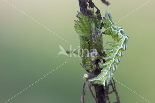 Brandnetelkapje (Abrostola tripartita)