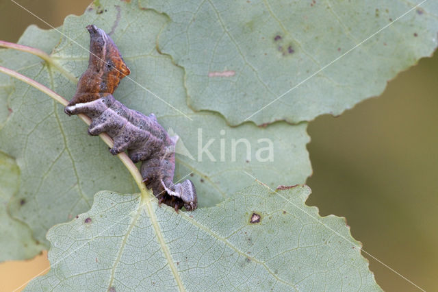 Kameeltje (Notodonta ziczac)