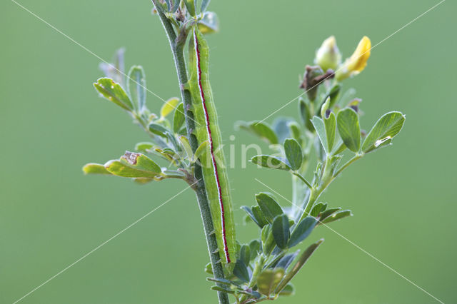 Maagdenuil (Eucarto virgo)