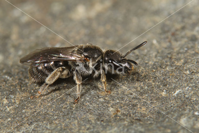 Lasioglossum clypeare