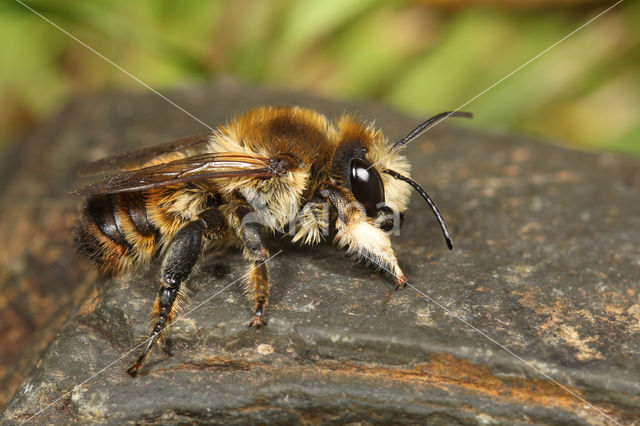 Megachile lagopoda