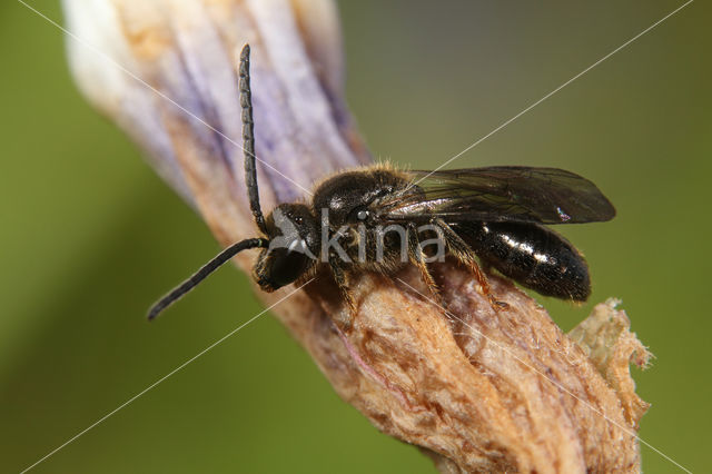 Roodpootgroefbij (Lasioglossum rufitarse)